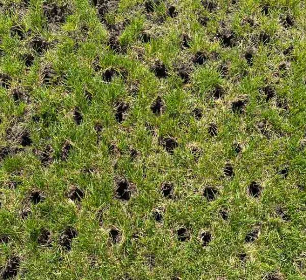 66ec2c59b1b52b5cb3ce84ee_66ec29c065187fe38781d402_holesfromcoreaeration